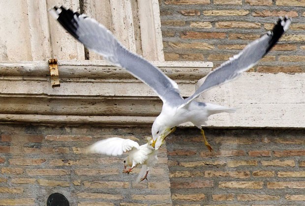 Pomba libertada por Papa Francisco é atacada por gaivota no Vaticano
