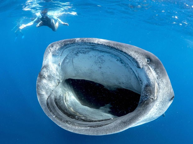 Biólogo registra tubarão-baleia de boca aberta próximo a mergulhador